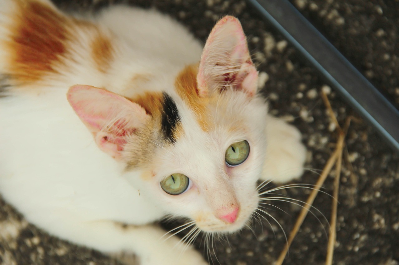 猫咪官方版，探索猫的世界，呈现极致养猫体验